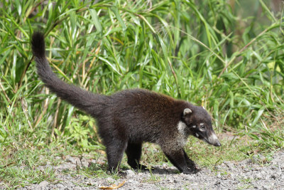 White-nosed Coati