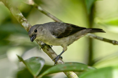 Plain-colored Tanager 