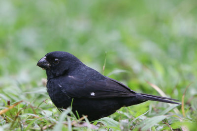 Variable Seedeater 