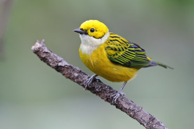 Silver-throated Tanager 