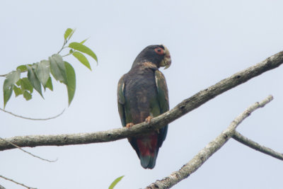 White-crowned Parrot 