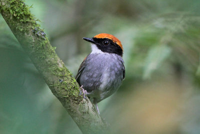 Black-cheeked Gnateater