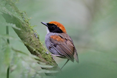 Black-cheeked Gnateater 