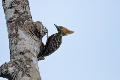 Blond-crested Woodpecker