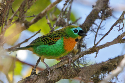 Brassy-breasted Tanager