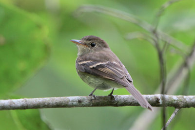 Euler's Flycatcher