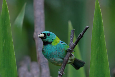 Green-headed Tanager 