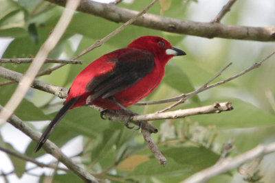 Brazilian Tanager 