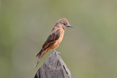 Cliff Flycatcher