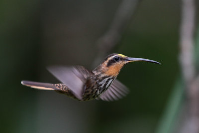 Saw-billed Hermit