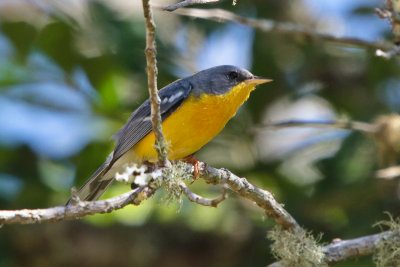 Tropical Parula
