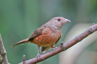 Ruby-crowned Tanager