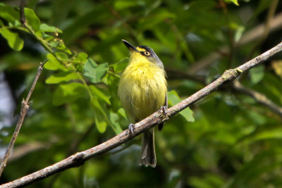 Yellow-lored Tody-flycatcher