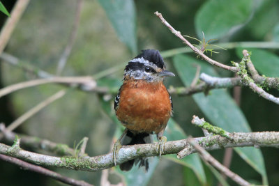 Ferruginous Antbird 