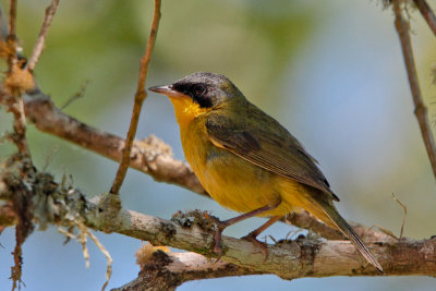 Masked Yellowthroat