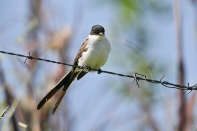 Fork-tailed Flycatcher 