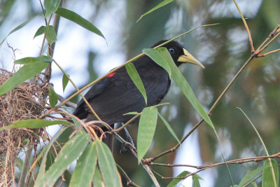 Red-rumped Cacique