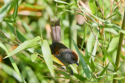 Spix's Spinetail
