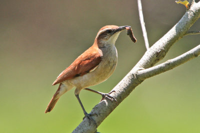 Wing-banded Hornero 