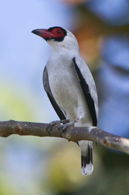 Masked Tityra 