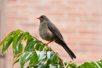 Great Thrush