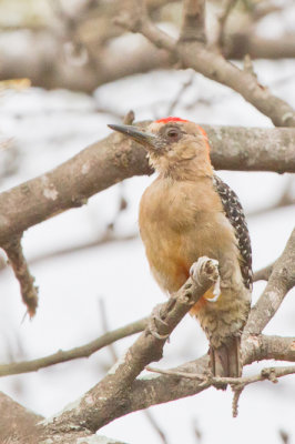 Red-crowned Woodpecker