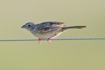 Botteri's Sparrow 