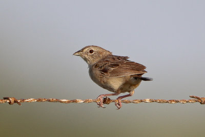 Botteri's Sparrow 