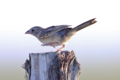 Botteri's Sparrow 