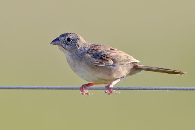 Botteri's Sparrow 