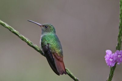 Rufous-tailed Hummingbird