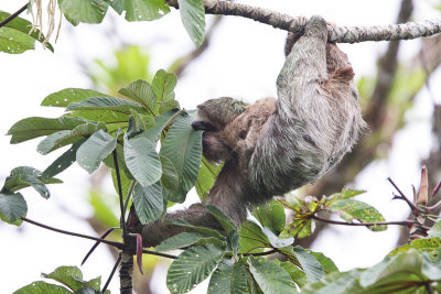 Three-toed Sloth 