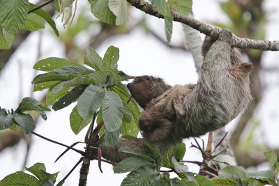 Three-toed Sloth 