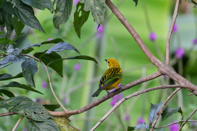 Silver-throated Tanager 