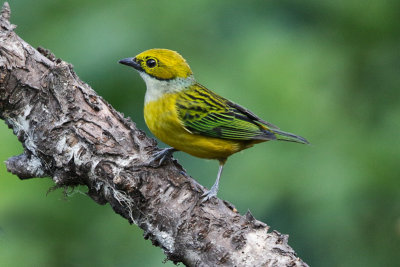 Silver-throated Tanager