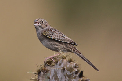 Cassin's Sparrow