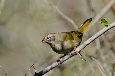 Olive Sparrow 