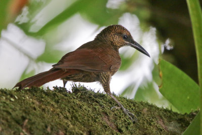 Northern Barred-Woodcreeper