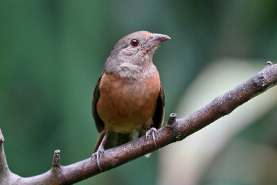 Ruby-crowned Tanager 