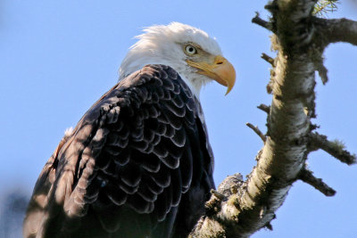 Bald Eagle 