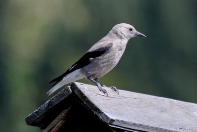 Clark's Nutcracker