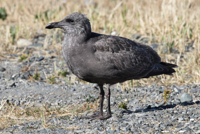 Western Gull 