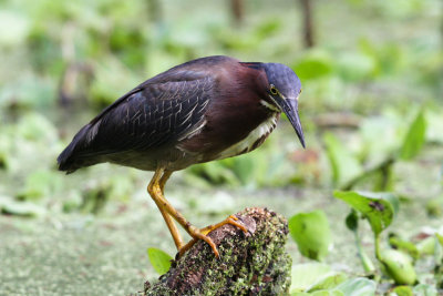 Green Heron