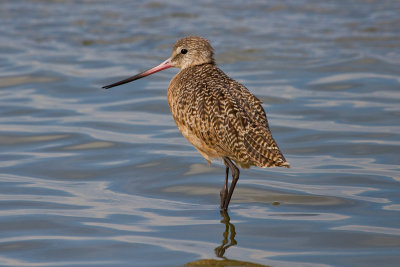 Marbled Godwit 