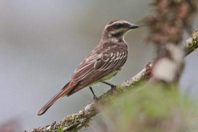 Piratic Flycatcher