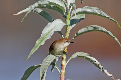 Yellow-chinned Spinetail 