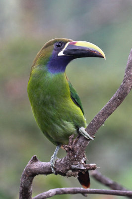 Emerald Toucanet 