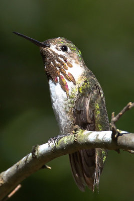 Calliope Hummingbird 