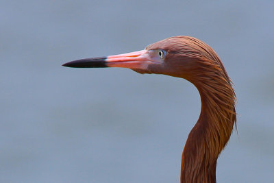 Reddish Egret 