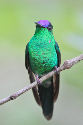 Violet-capped Woodnymph 